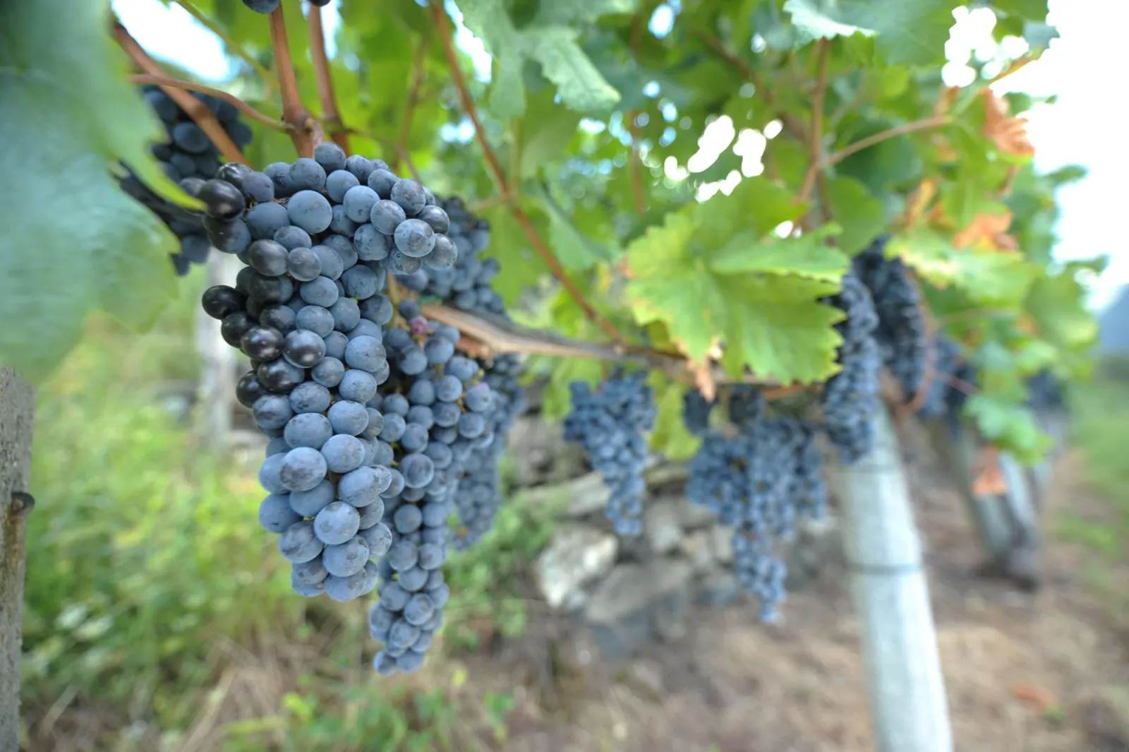 Grapes in the Chiericati vineyard